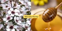 Manuka honey: A powerful gift of nature