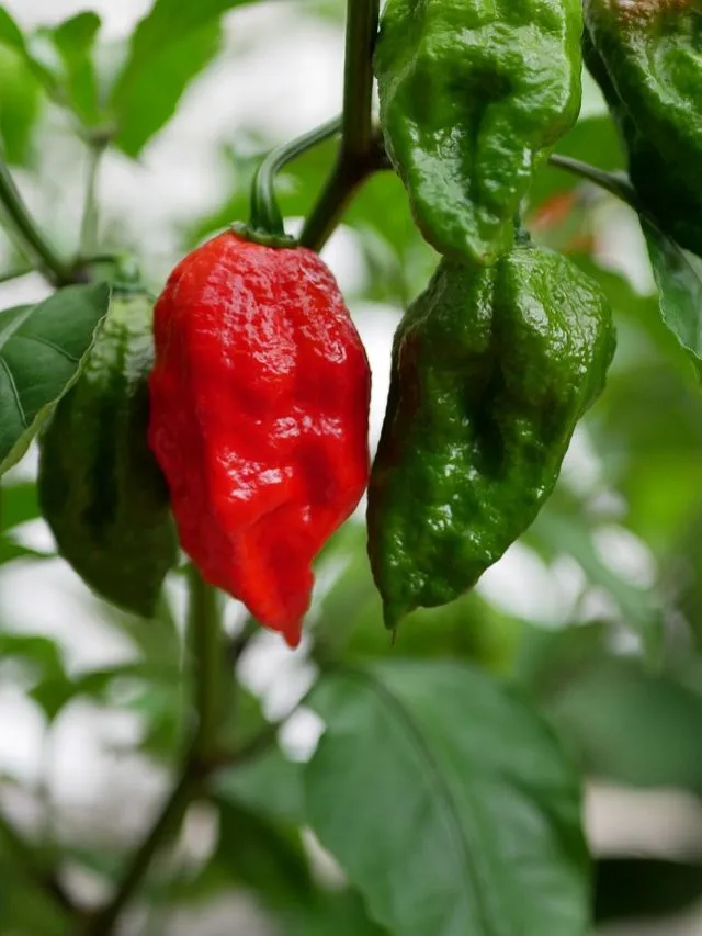 Bhoot Jolokia: Hottest Pepper of the World