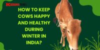 How to Keep Cows Happy and Healthy During Winter in India